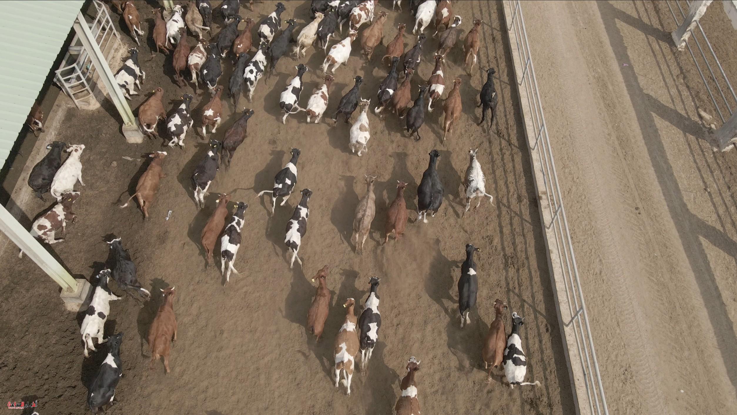 akhbarelsaa.com TGV08ppb