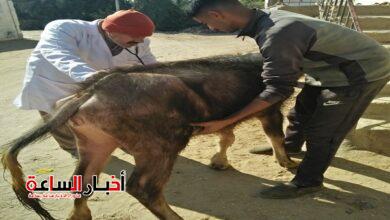 الرئيسية 9