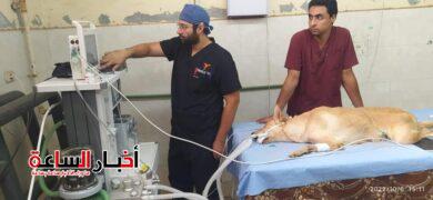 المستشفى البيطري بجامعة سوهاج تزود بأحدث التقنيات والمعدات البيطرية وتعالج ٦٥٠حالة مرضية 6 IMG 20240325 WA0011