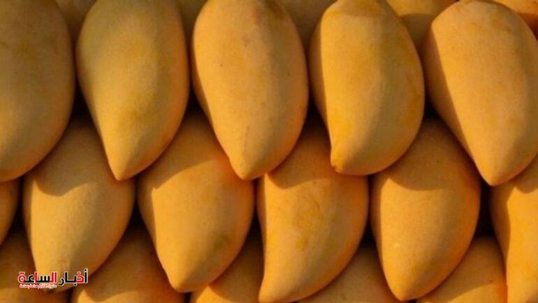 أسعار المانجو في سوق العبور اليوم الاثنين 15 يوليو 2024