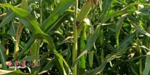 akhbarelsaa.com kVhH0RjS