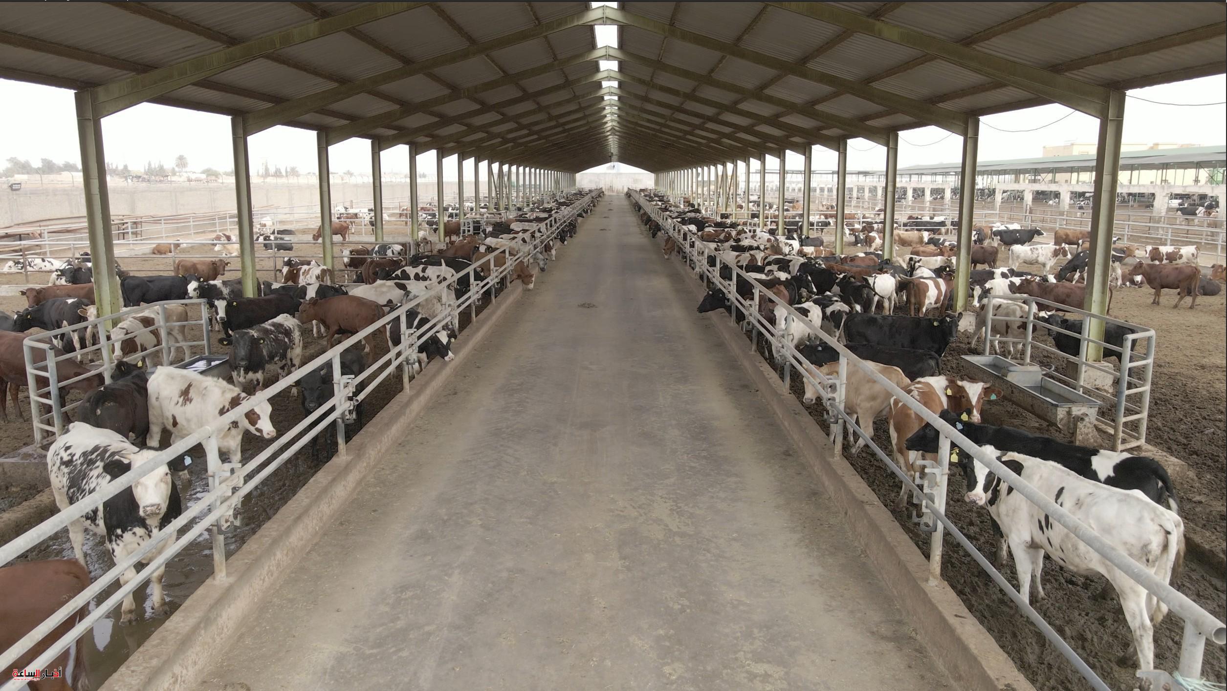 akhbarelsaa.com phZXdCb1