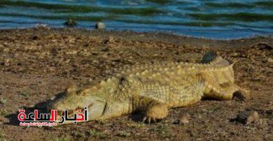 akhbarelsaa.com eV20LBOU