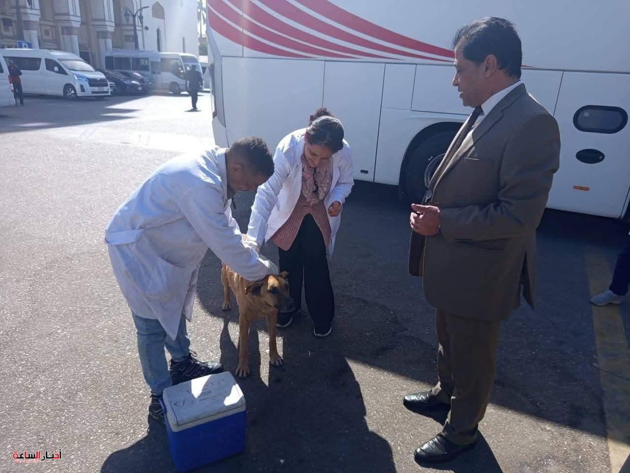 الزراعة تحصّن وتعقّم أكثر من 2700 كلب حر منذ يناير وتنفذ حملة نوعية بالمواقع الأثرية في الأقصر