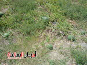 akhbarelsaa.com Gcx3y4Nz